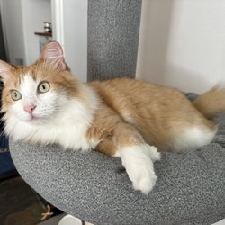 Luxury Austin Pawz Cat Grooming - Sunny the Cat