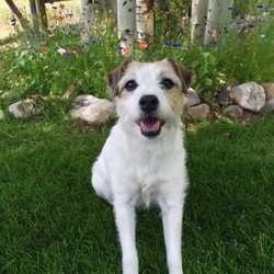 Castle Peak Veterinary Service