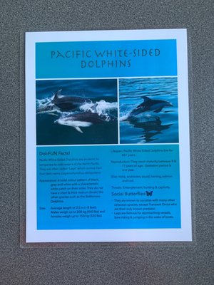 Orca Spirit Adventures Whale Watching by null