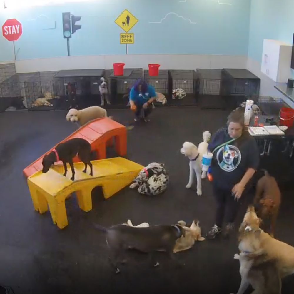 Dogtopia of Historic Phoenix - 9:38am - Pet Boarding Near Me - Phoenix, Arizona Dogtopia of Historic Phoenix - 9:38am - Pet Boarding Near Me - Phoenix, Arizona