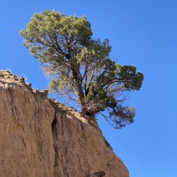 Bureau of Land Management - Tree on a mountain in Diablo Canyon.