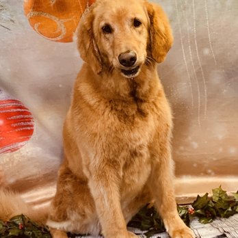 bernadette's doggy spa