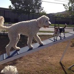 Little Lilly loves to work out with the big dogs Little Lilly loves to work out with the big dogs