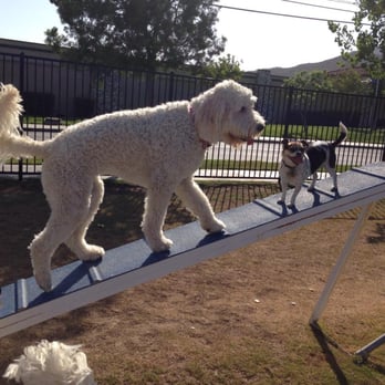 Riverwalk Dog Park - Little Lilly loves to work out with the big dogs - Dog Parks Near Me - Riverside, California Riverwalk Dog Park - Little Lilly loves to work out with the big dogs - Dog Parks Near Me - Riverside, California