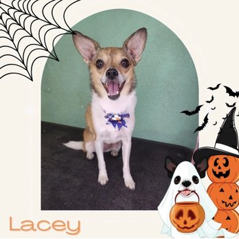 Nicole Dunn Mobile Grooming - Pet Groomers Near Me - Riverside, California