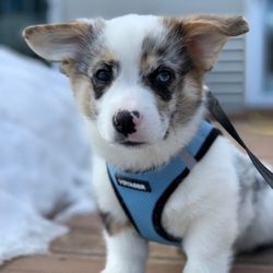 Come Sit Stay - We work with dogs of all ages, including puppies!