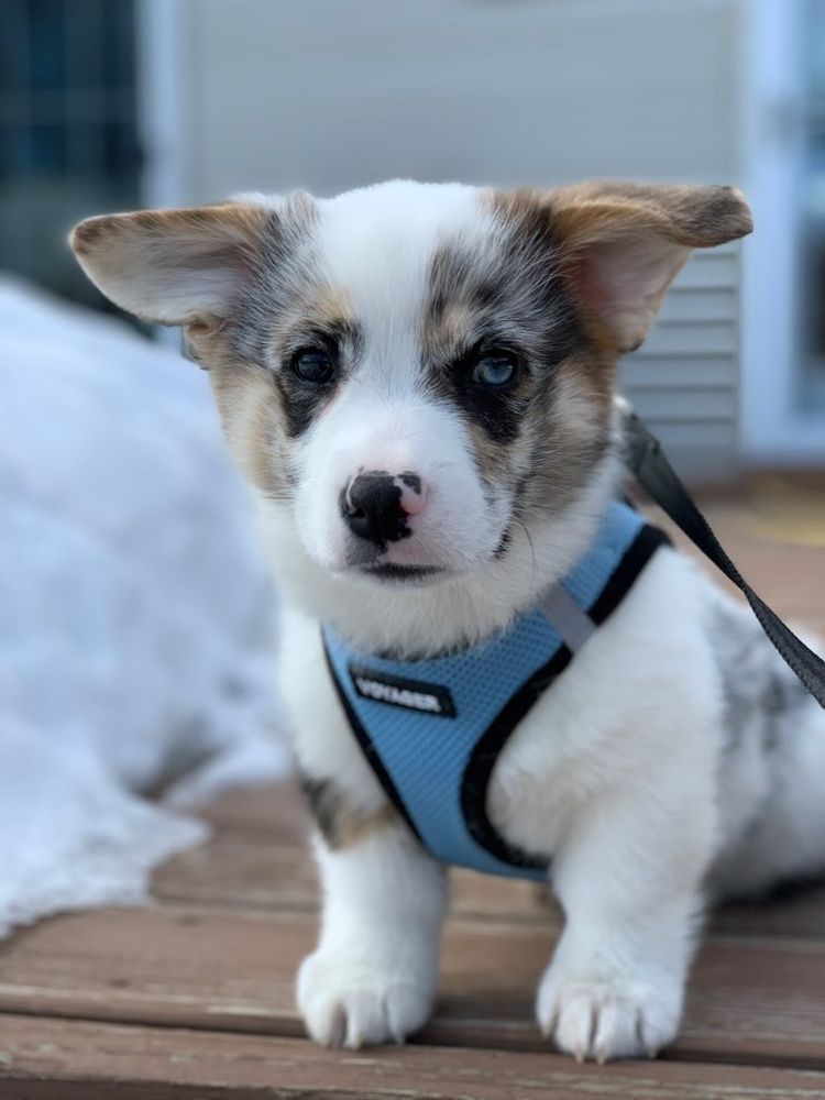 Come Sit Stay - pet boarding facility in Minneapolis, MN