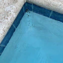 THE POOL WIZARD - BLACK ALGAE in all corners of my pool while Pool Wizard was supposedly "cleaning and maintaining" it.