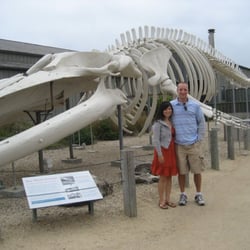 The huge skeleton bones of a killer whale located in front of the Seymour Marine Discovery Center