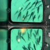 Glass Bottom Boat Tour gift card