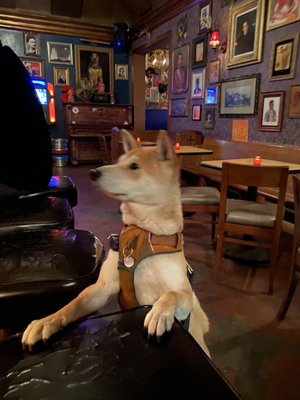 Wolfhound Bar by null