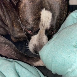 You can see where they didn't even give her a bath walking around in other dogs poo and pee! Not ever her smells back that place does also
