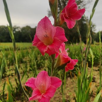 Summerville's Gladiolus - Botanical Gardens Near Me