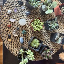 The Philadelphia Flower Market - Small Succulent Mixed Garden