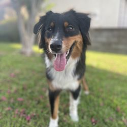 Menifee Animal Hospital - Moogie, 1.5 year old Australian Shepherd
