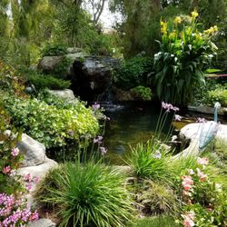 Camarillo Spring Garden Tour