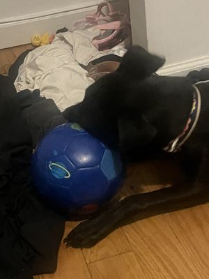 Best Friends Pet Adoption Center by null