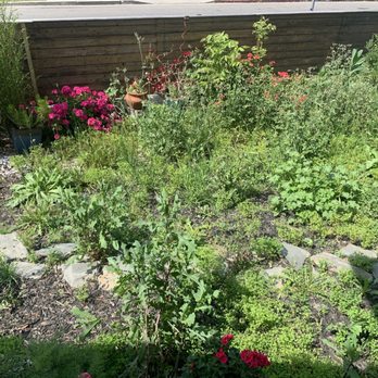 LJ’S Landscaping - Overgrown weeds. You can barely see the yard! - Landscaping Near Me