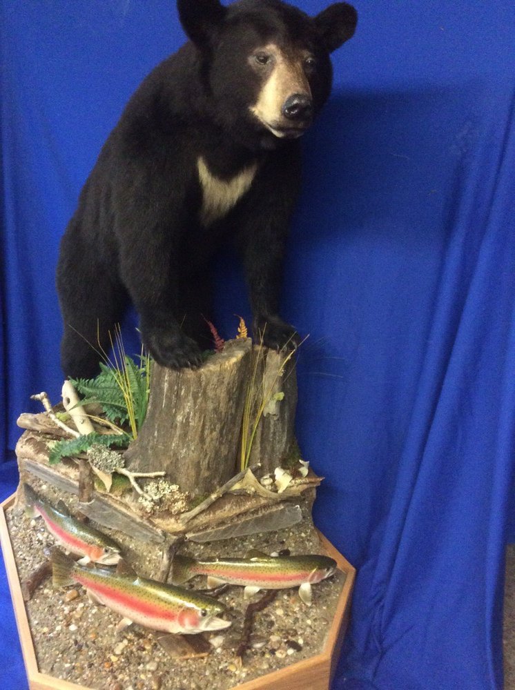 Seils Taxidermy Studio - taxidermy in Salt Point, NY