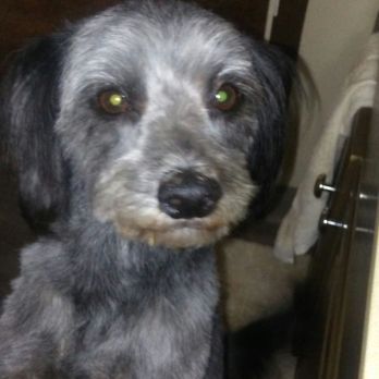Abbi's Grooming - After - Pet Groomers Near Me - Lincoln, California