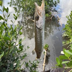 West Loch Shoreline Park - Barracuda