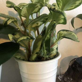 Evergreen Nursery - Pepperomia - Nurseries & Gardening Near Me - Garden Grove, California Evergreen Nursery - Pepperomia - Nurseries & Gardening Near Me - Garden Grove, California