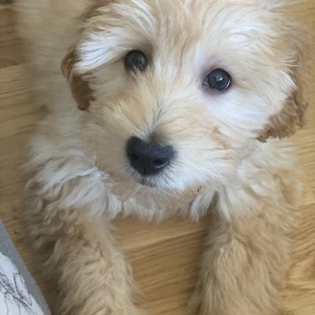 Vanity Pups - Bella - Pet Sitting Near Me - Bayside, New York Vanity Pups - Bella - Pet Sitting Near Me - Bayside, New York