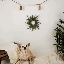 Pawnail’s Grooming & Kennels - My sweet baby getting a Christmas pic while she was boarding @Pawnails