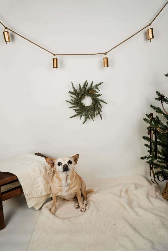 Pawnail’s Grooming & Kennels Image