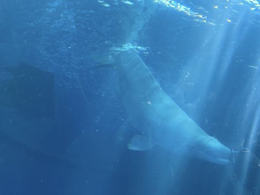 National Museum of Marine Biology & Aquarium by null