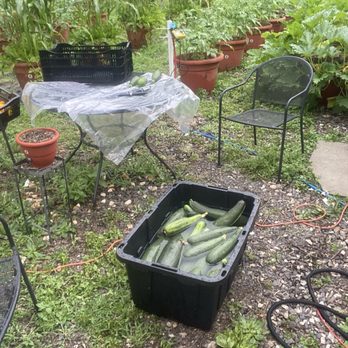 Torpedopot - Harvest hundreds of zucchinis without having to buy a tractor - Nurseries & Gardening Near Me - Lansdale, Pennsylvania Torpedopot - Harvest hundreds of zucchinis without having to buy a tractor - Nurseries & Gardening Near Me - Lansdale, Pennsylvania