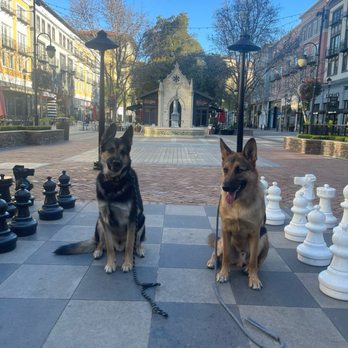 Higher Mind Canine - Chester and his brother Mac posing for a photo at Santana Row - Pet Training Near Me Higher Mind Canine - Chester and his brother Mac posing for a photo at Santana Row - Pet Training Near Me