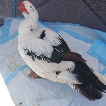 Susies Duck - Handsome male duck for adoption. A quiet breed. - Pet Adoption Near Me - Honolulu, Hawaii Susies Duck - Handsome male duck for adoption. A quiet breed. - Pet Adoption Near Me - Honolulu, Hawaii