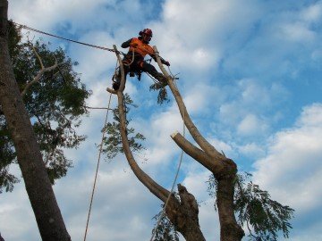 PROFESSIONAL TREE WORKS - Updated January 2026 - Gold Coast Queensland ...