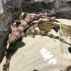 Sea Life Caverns West Edmonton Mall