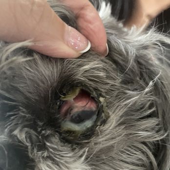 Banfield Pet Hospital - My dog's infected eye that the vet won't treat. - Veterinarians Near Me - Folsom, California Banfield Pet Hospital - My dog's infected eye that the vet won't treat. - Veterinarians Near Me - Folsom, California