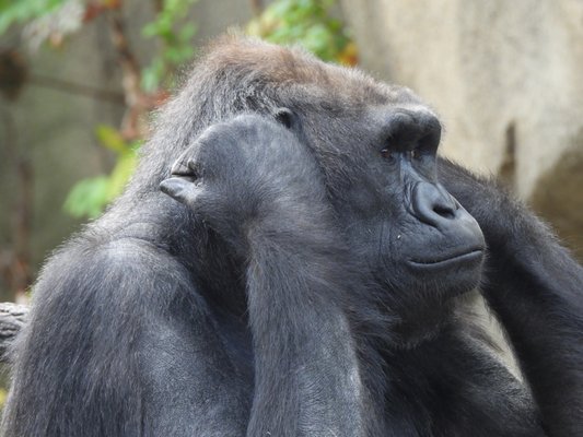 Cincinnati Zoo & Botanical Garden by null