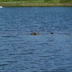 Mallard ducks resting on a sandbar