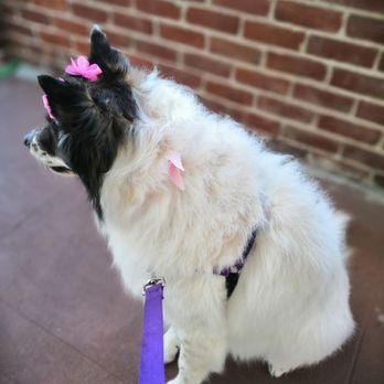 Animal Kingdom - Looking so cute and fluffy! Full groom service (bath, ear cleaning, nails trimmed, teeth brushing, glands and de-shedding) - Pet Groomers Near Me - Colton, California Animal Kingdom - Looking so cute and fluffy! Full groom service (bath, ear cleaning, nails trimmed, teeth brushing, glands and de-shedding) - Pet Groomers Near Me - Colton, California