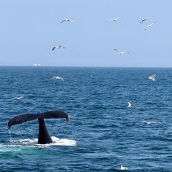 Whale tail