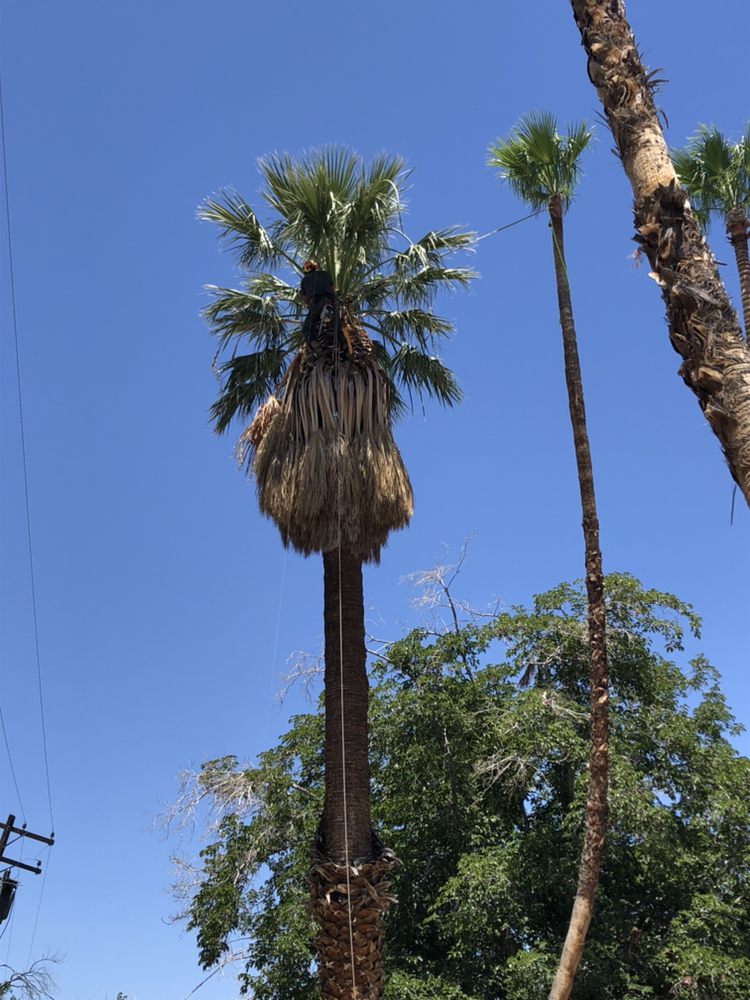 ACTION TREE CARE 14 Photos Tree Services Las Vegas, NV Phone