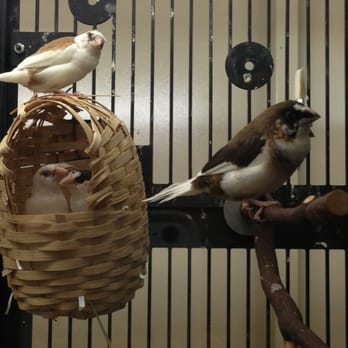 PetSmart - Finches - Pet Stores Near Me - Mesa, Arizona
