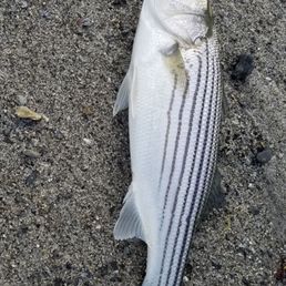 Stripers coutesy of The Tackle Shop. Stripers coutesy of The Tackle Shop.