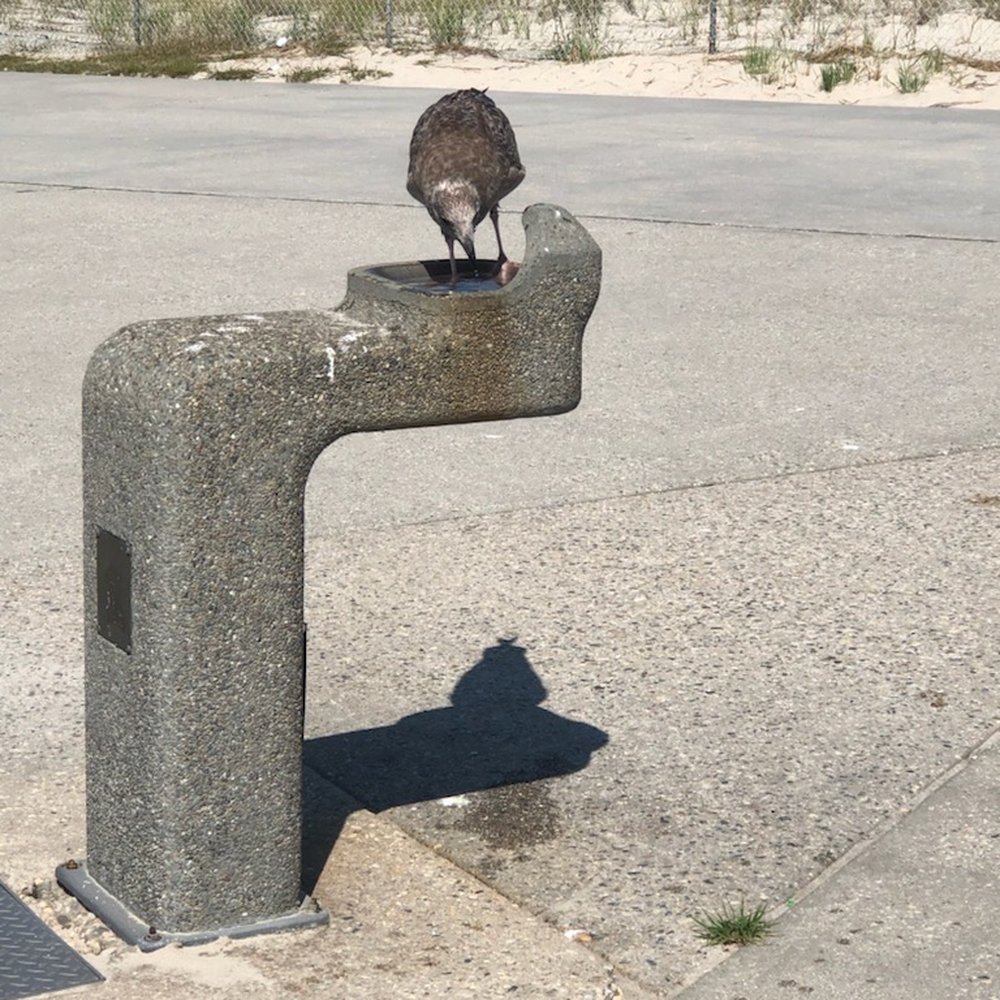 Robert Moses State Park - Seagull - Parks Near Me - Babylon, New York Robert Moses State Park - Seagull - Parks Near Me - Babylon, New York