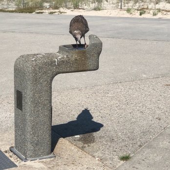 Robert Moses State Park - Seagull - Parks Near Me - Babylon, New York