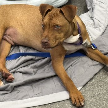 Paws Crossed - Pet Adoption Near Me - Elmsford, New York Paws Crossed - Pet Adoption Near Me - Elmsford, New York