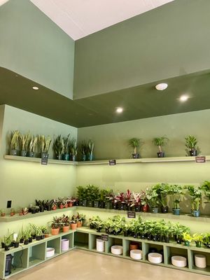 Grounded: Plant Shop, Cafe, & Wellness Studio by null