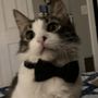 Photo of Laguna Madre Humane Society