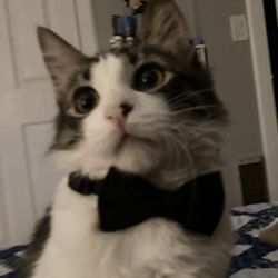 Laguna Madre Humane Society