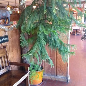 Cousin's Bar-B-Q - Unique Tree. - Barbeque Near Me - Fort Worth, Texas Cousin's Bar-B-Q - Unique Tree. - Barbeque Near Me - Fort Worth, Texas